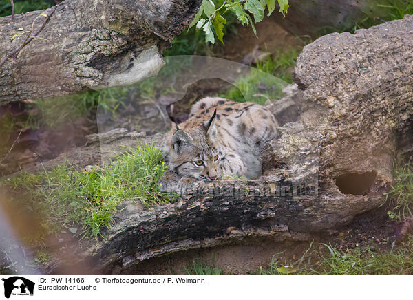Eurasischer Luchs / Eurasian Lynx / PW-14166