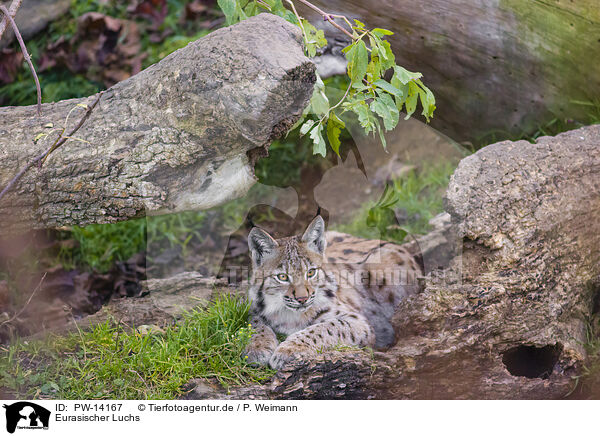 Eurasischer Luchs / Eurasian Lynx / PW-14167