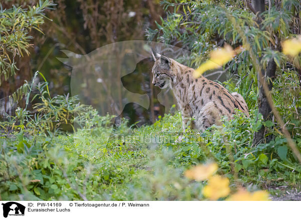 Eurasischer Luchs / Eurasian Lynx / PW-14169