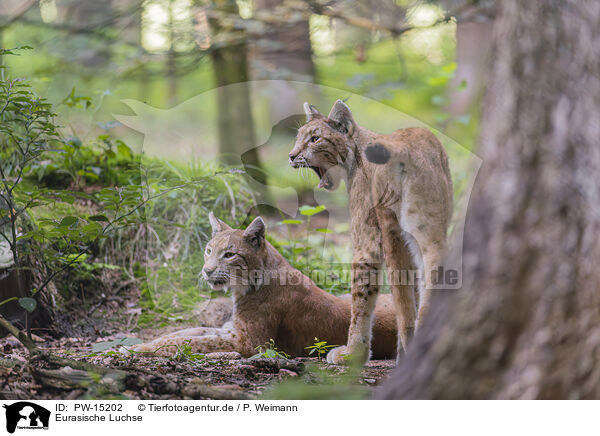 Eurasische Luchse / Eurasian Lynxes / PW-15202