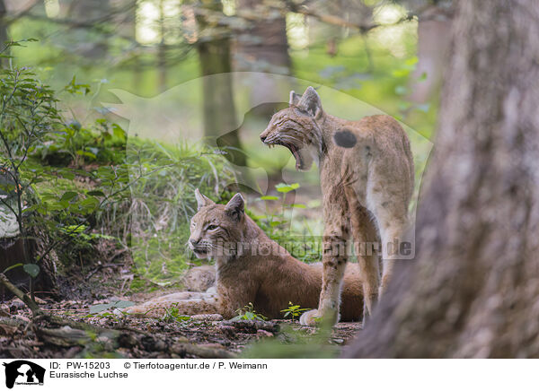 Eurasische Luchse / Eurasian Lynxes / PW-15203