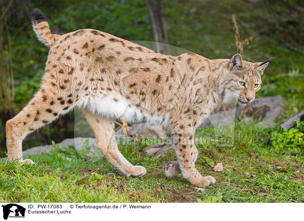 Eurasischer Luchs / Eurasian Lynx / PW-17083