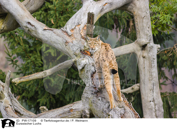 Eurasischer Luchs / Eurasian Lynx / PW-17109