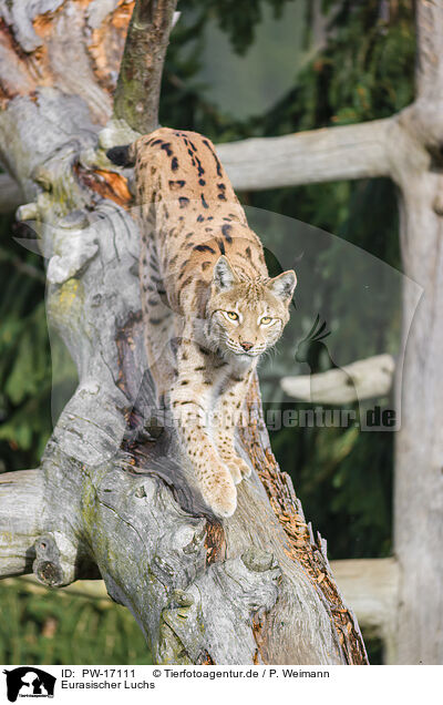 Eurasischer Luchs / Eurasian Lynx / PW-17111