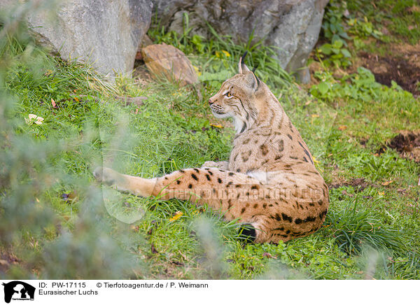 Eurasischer Luchs / Eurasian Lynx / PW-17115