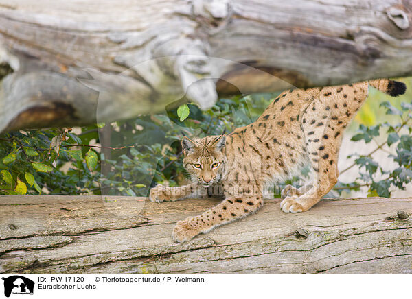 Eurasischer Luchs / Eurasian Lynx / PW-17120