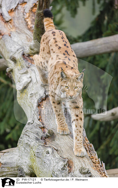 Eurasischer Luchs / Eurasian Lynx / PW-17121