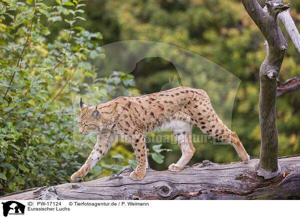 Eurasischer Luchs / Eurasian Lynx / PW-17124