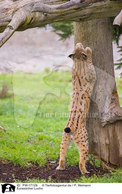 Eurasischer Luchs / Eurasian Lynx / PW-17128