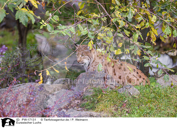 Eurasischer Luchs / Eurasian Lynx / PW-17131