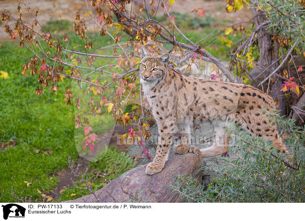 Eurasischer Luchs / Eurasian Lynx / PW-17133
