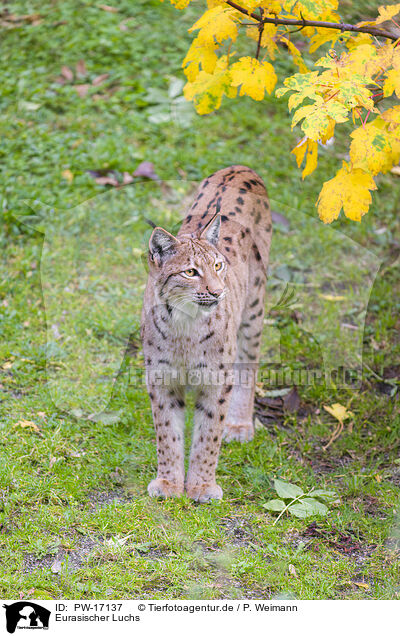 Eurasischer Luchs / Eurasian Lynx / PW-17137