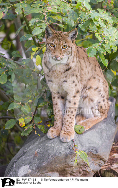 Eurasischer Luchs / Eurasian Lynx / PW-17138