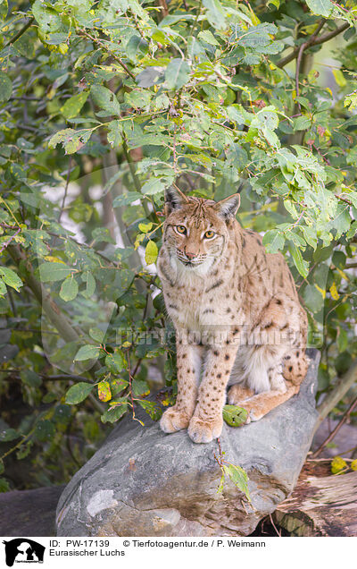 Eurasischer Luchs / Eurasian Lynx / PW-17139