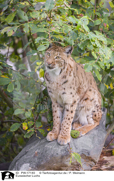 Eurasischer Luchs / Eurasian Lynx / PW-17140