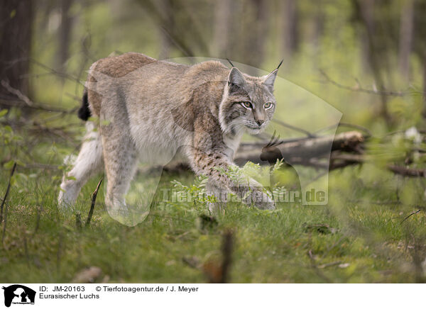 Eurasischer Luchs / Eurasian Lynx / JM-20163