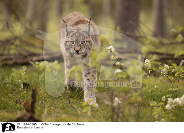Eurasischer Luchs / Eurasian Lynx / JM-20165