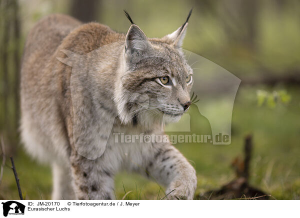 Eurasischer Luchs / Eurasian Lynx / JM-20170