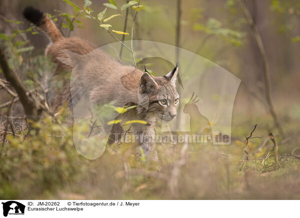 Eurasischer Luchswelpe / Eurasian Lynx cub / JM-20262