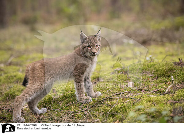 Eurasischer Luchswelpe / Eurasian Lynx cub / JM-20268