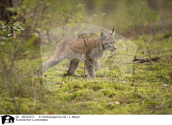 Eurasischer Luchswelpe / Eurasian Lynx cub / JM-20273