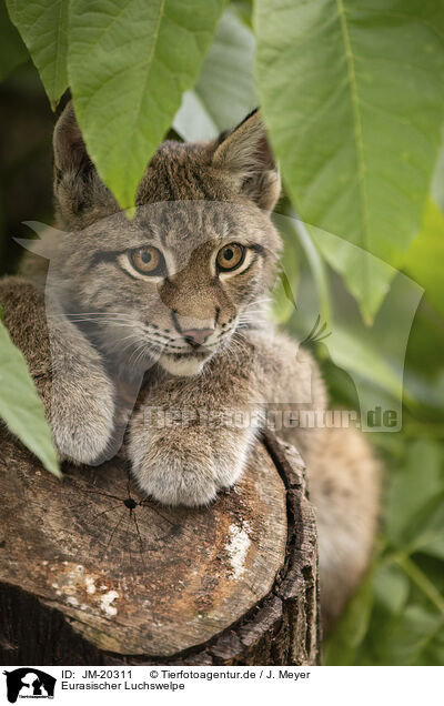 Eurasischer Luchswelpe / Eurasian Lynx cub / JM-20311