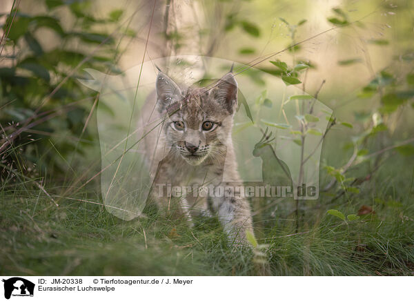 Eurasischer Luchswelpe / Eurasian Lynx cub / JM-20338