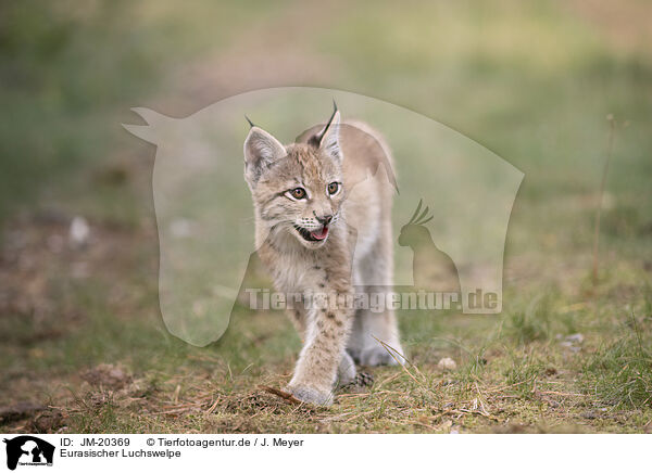 Eurasischer Luchswelpe / Eurasian Lynx cub / JM-20369