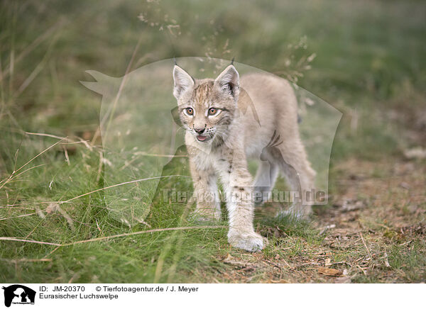 Eurasischer Luchswelpe / Eurasian Lynx cub / JM-20370