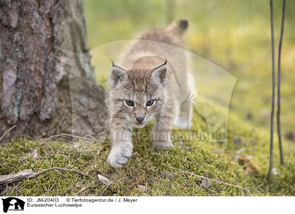 Eurasischer Luchswelpe / Eurasian Lynx cub / JM-20403