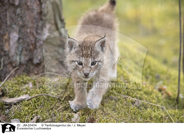 Eurasischer Luchswelpe / Eurasian Lynx cub / JM-20404