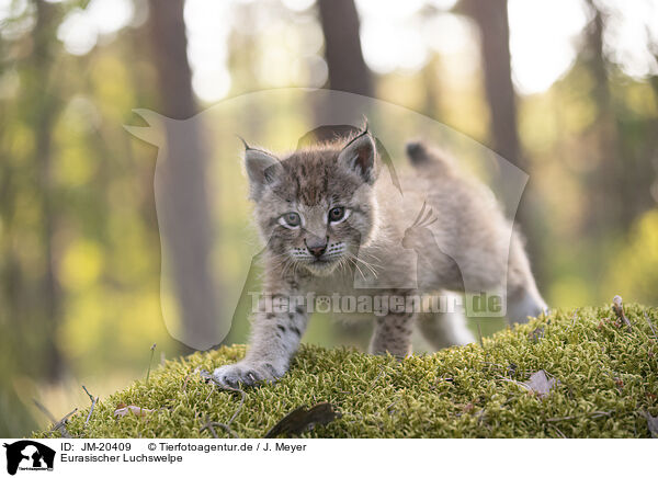 Eurasischer Luchswelpe / Eurasian Lynx cub / JM-20409