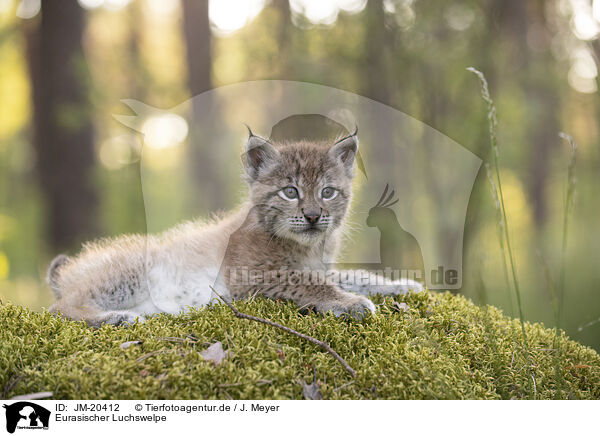 Eurasischer Luchswelpe / Eurasian Lynx cub / JM-20412