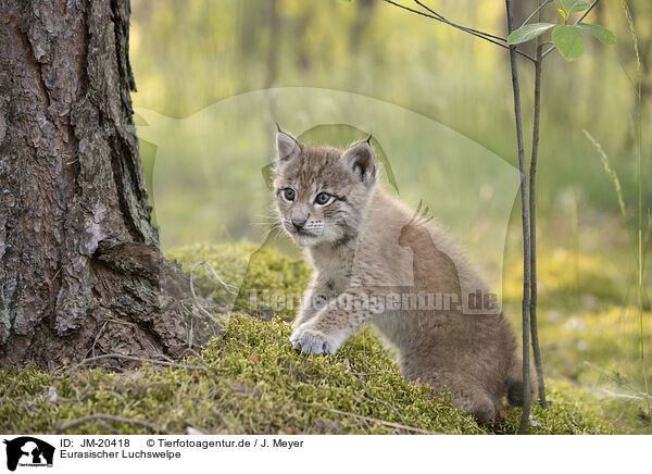 Eurasischer Luchswelpe / Eurasian Lynx cub / JM-20418