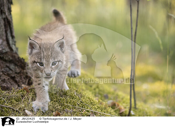 Eurasischer Luchswelpe / Eurasian Lynx cub / JM-20425