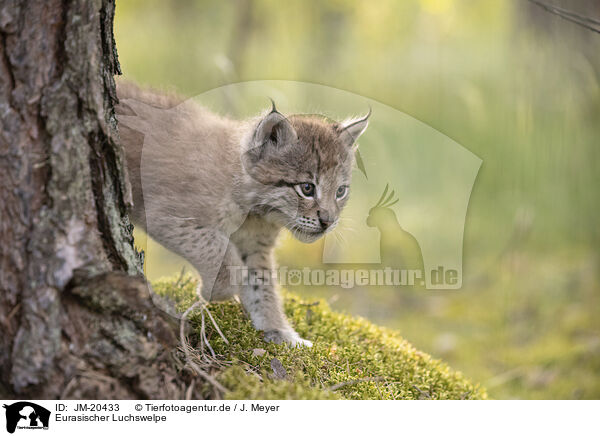 Eurasischer Luchswelpe / Eurasian Lynx cub / JM-20433