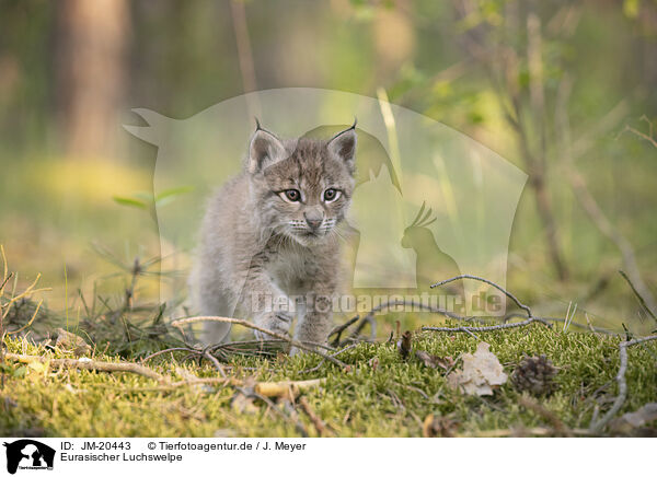 Eurasischer Luchswelpe / Eurasian Lynx cub / JM-20443
