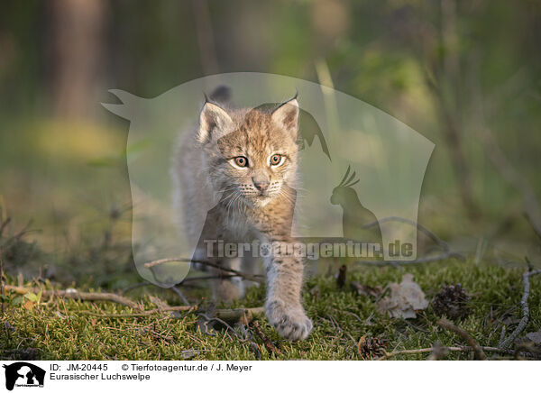 Eurasischer Luchswelpe / Eurasian Lynx cub / JM-20445