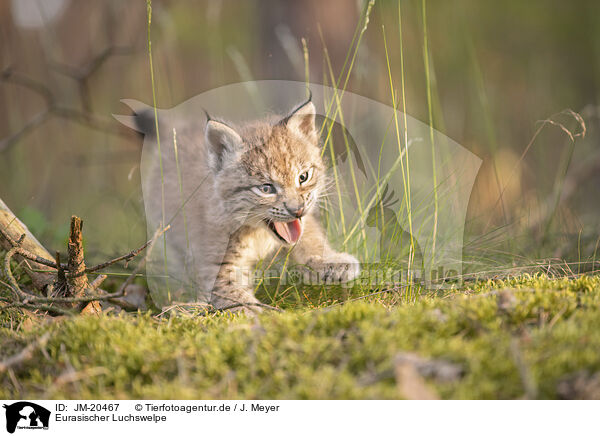 Eurasischer Luchswelpe / Eurasian Lynx cub / JM-20467