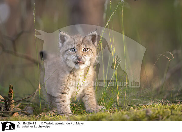 Eurasischer Luchswelpe / Eurasian Lynx cub / JM-20472