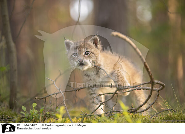 Eurasischer Luchswelpe / Eurasian Lynx cub / JM-20487