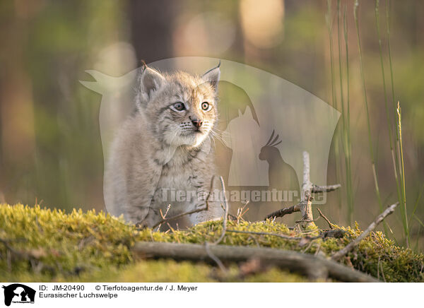 Eurasischer Luchswelpe / Eurasian Lynx cub / JM-20490