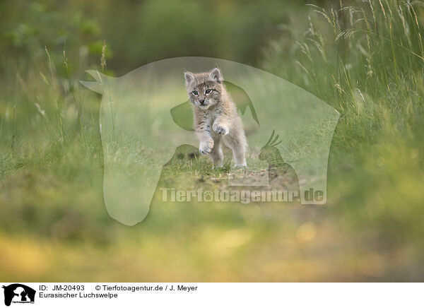Eurasischer Luchswelpe / Eurasian Lynx cub / JM-20493