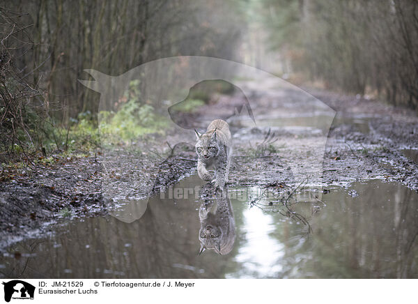 Eurasischer Luchs / Eurasian Lynx / JM-21529
