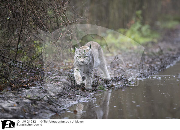 Eurasischer Luchs / Eurasian Lynx / JM-21532