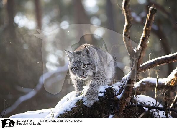 Eurasischer Luchs / Eurasian Lynx / JM-21544