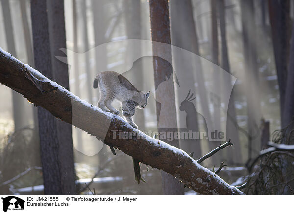 Eurasischer Luchs / Eurasian Lynx / JM-21555
