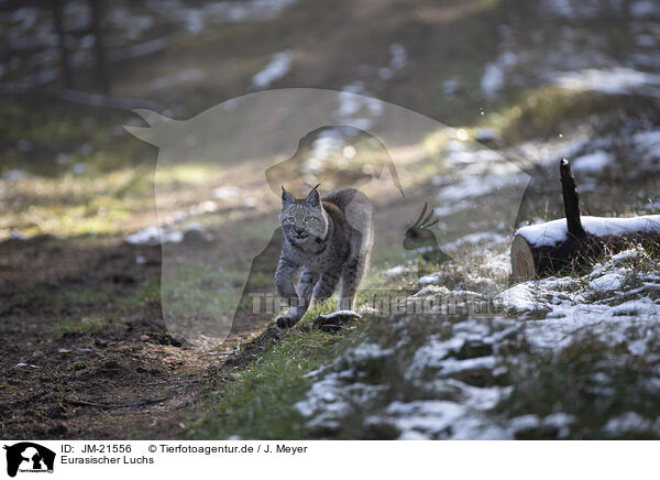 Eurasischer Luchs / Eurasian Lynx / JM-21556