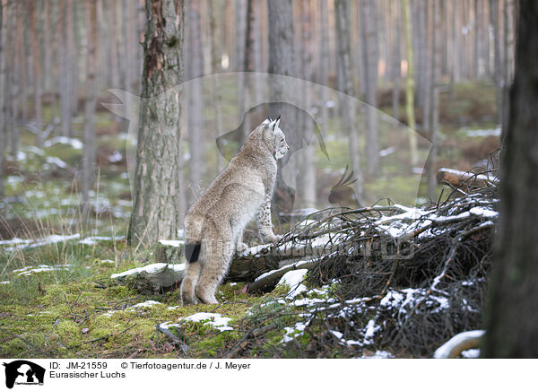 Eurasischer Luchs / Eurasian Lynx / JM-21559