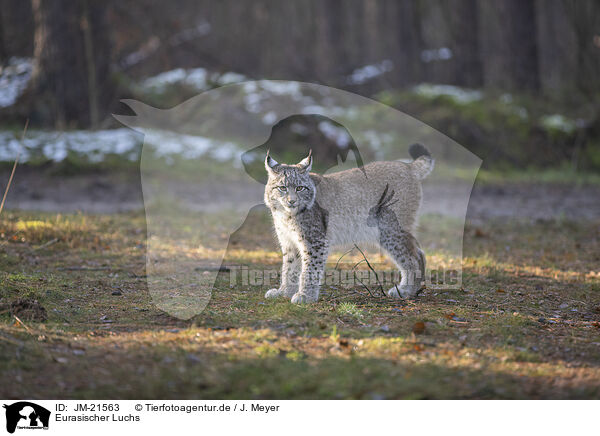 Eurasischer Luchs / Eurasian Lynx / JM-21563